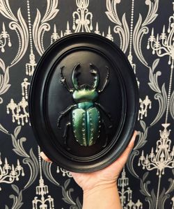 Insect Bug Art 8”x6” Framed Metallic Green Beetle Wall Plaque Gothic Spooky Halloween Horror Home Piece BRAND NEW