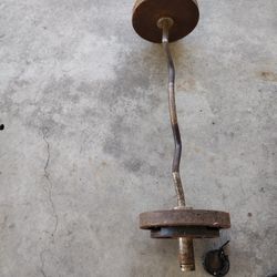 Olympic Curl Bar