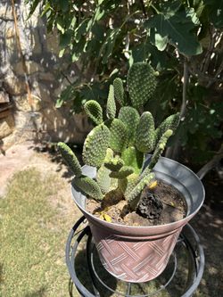 Rabbit Ear Cactus
