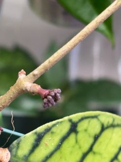 Hoya Calistrophylla Vena with pedancle