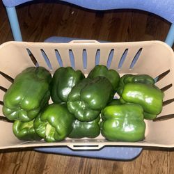 Bell Pepper extra Large Fresh Picked Organic