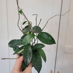 Baby Hoya Crimson Princess Houseplant