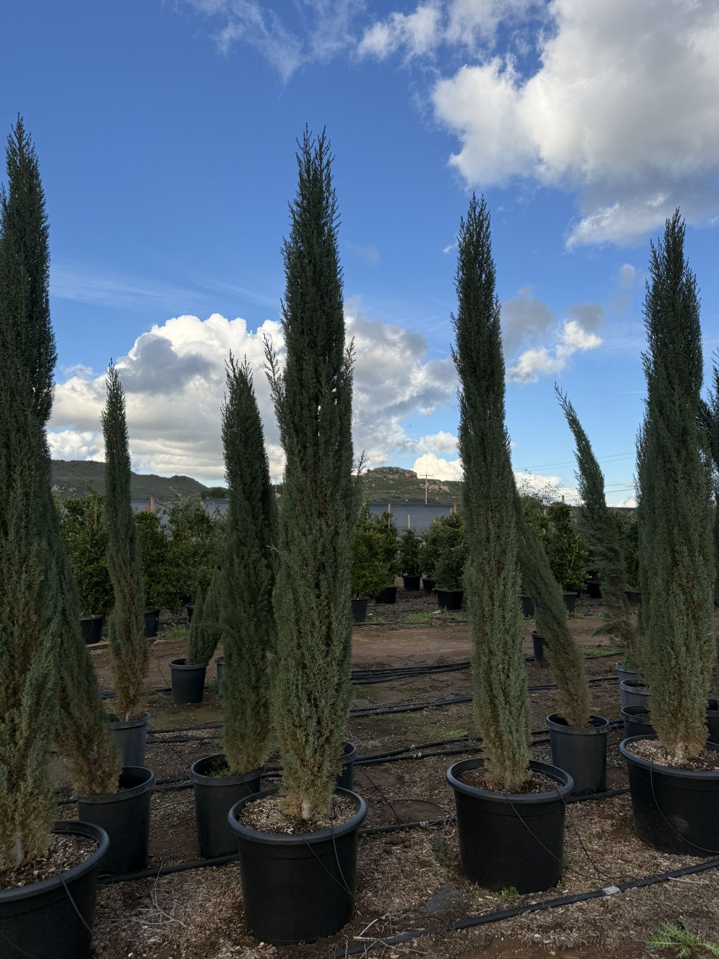 Italian cypress