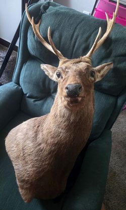 Deer Mount