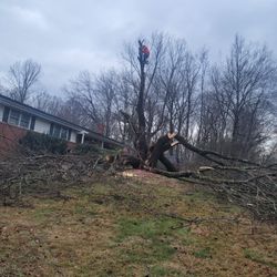 Se Cortan Árboles Buen Precio 