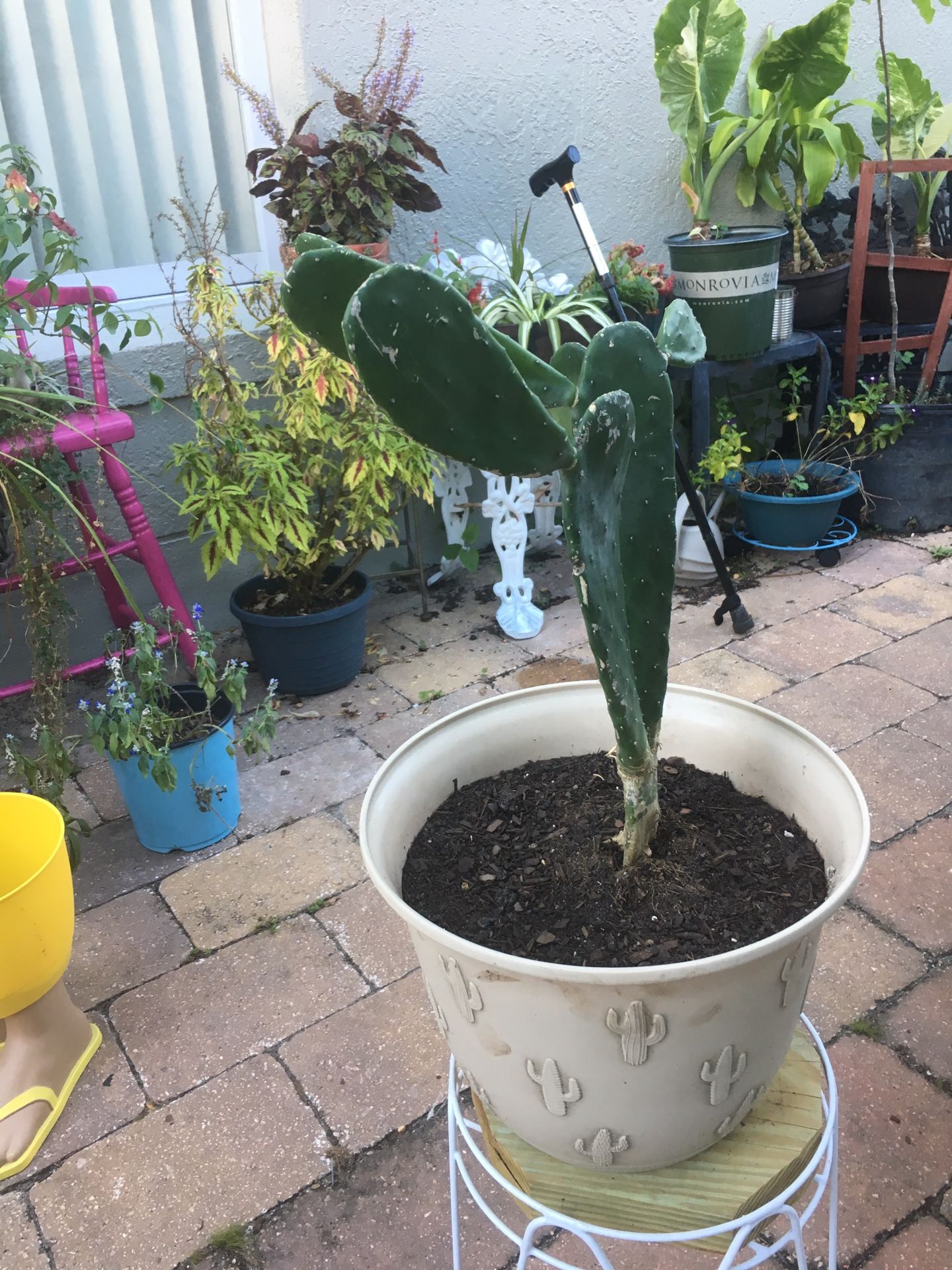 Big Pear Cactus