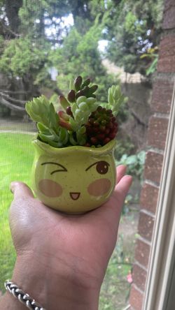 Mini Live Succulents