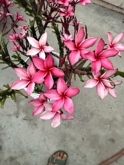 Plumeria plant cutting Newport pink from 10 up 25
