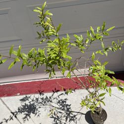 Red Ruby Pomegranate Fruit Tree Plant