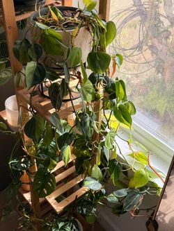 Large Trailing Heartleaf Philodendron Plant