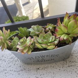 Echeverias And More