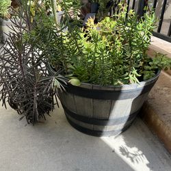 Hughe succulents player on a barrel