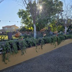 Jade Elephant Bush Plants