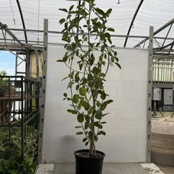 15 Gallon Ficus Audrey 