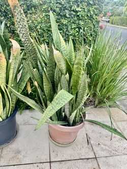 Beautiful Plants For Sale 🪴🪴🪴