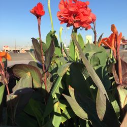 PLANTS FOR $15-25/ PLANTAS POR $15-25