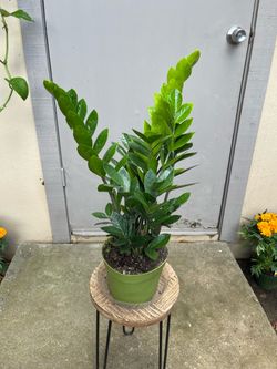 Zamioculcas Zamiifolia ZZ House Plant 6” Pot