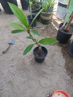 Plumeria 