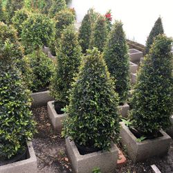 Small Cone Topiary In 3 gls Pot. SPECIAL PRICE !🤩