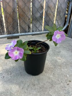 Medium Size Flowers