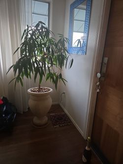 Ficus Alii tree - 62" tall