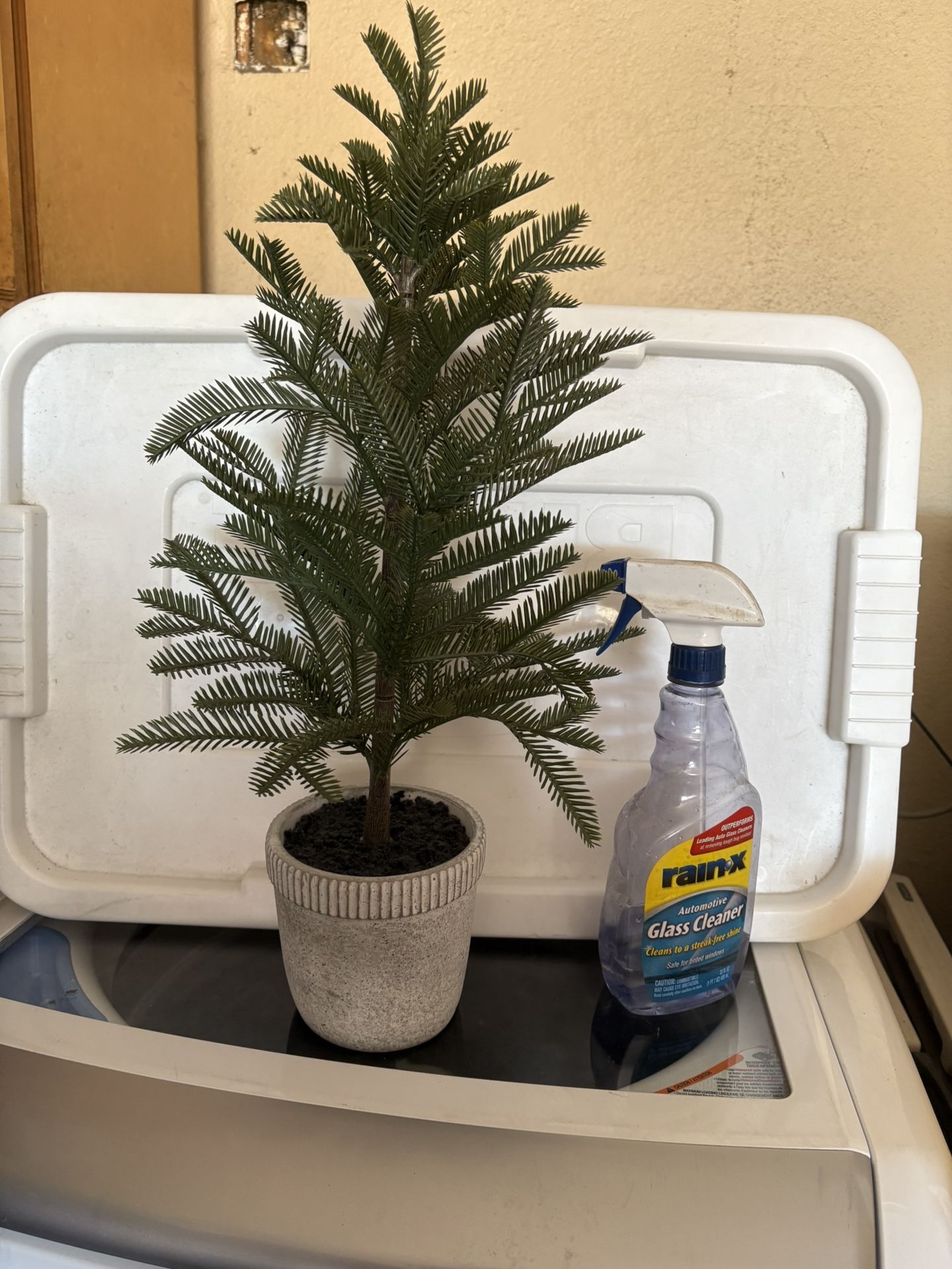 Plantita 
