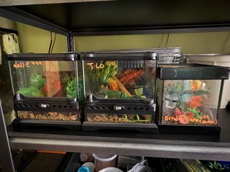 Small reptile tanks! (Everything inside included)