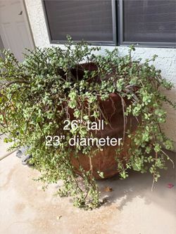 Potted plant