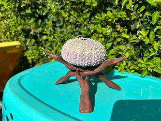 Sea Urchin Shell