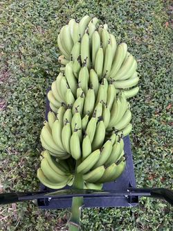 Cavendish Banana plant