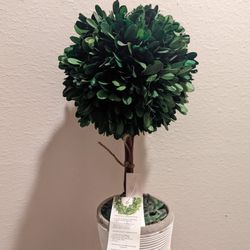 Preserved Tree For Indoor Decor