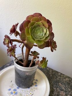 Tree Aeonium Plant