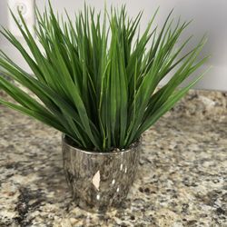 Decorative Accent Plant