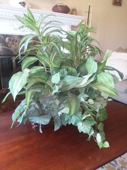 Ornament false plant
