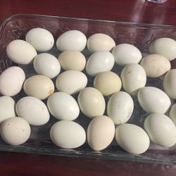 Eggs