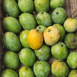 Carrie Mangoes
