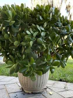 Jade Plant 