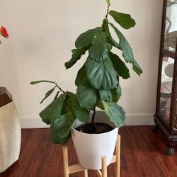 Medium Size Beautiful Baby Fiddle Leaf Fig Tree Plant 