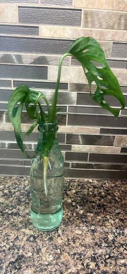 Swiss cheese plant cutting Monstera adansonii