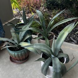 Potted Agave Plants