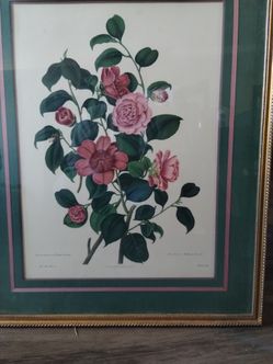 Double white Camellia, Double striped Camelia