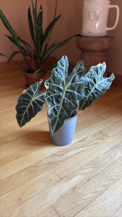 Alocasia amazonica or African Mask Plant