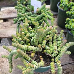 Crassula Rupestris