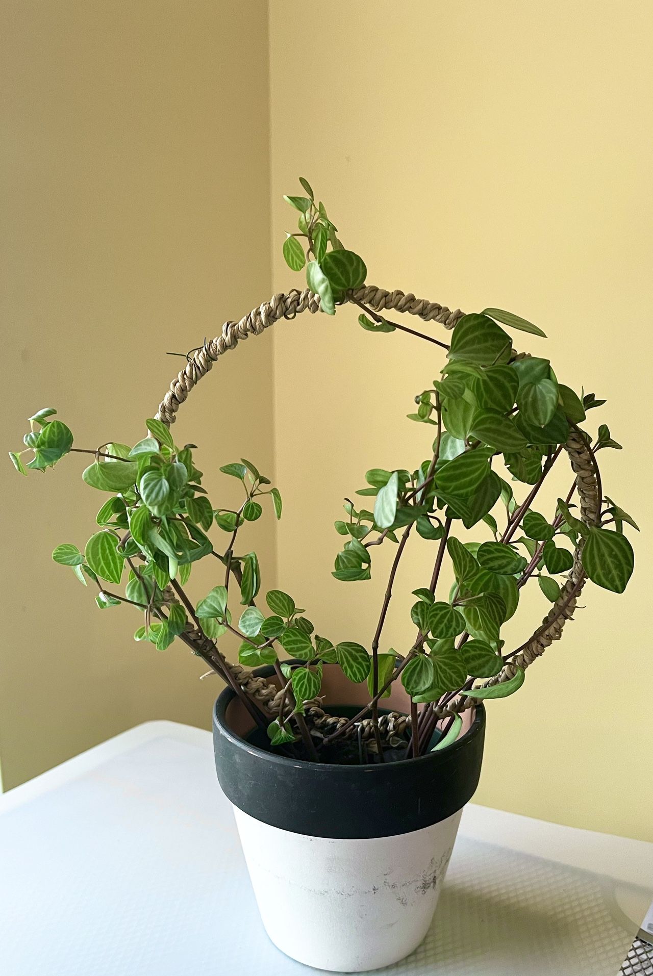 Peperomia Parallel