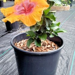 Hybrid Hibiscus .