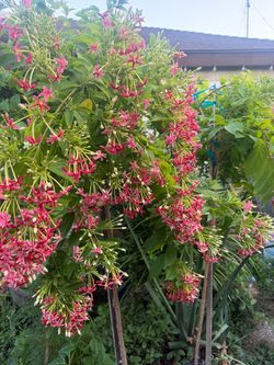 Rangoon Creeper-Combretum indicum