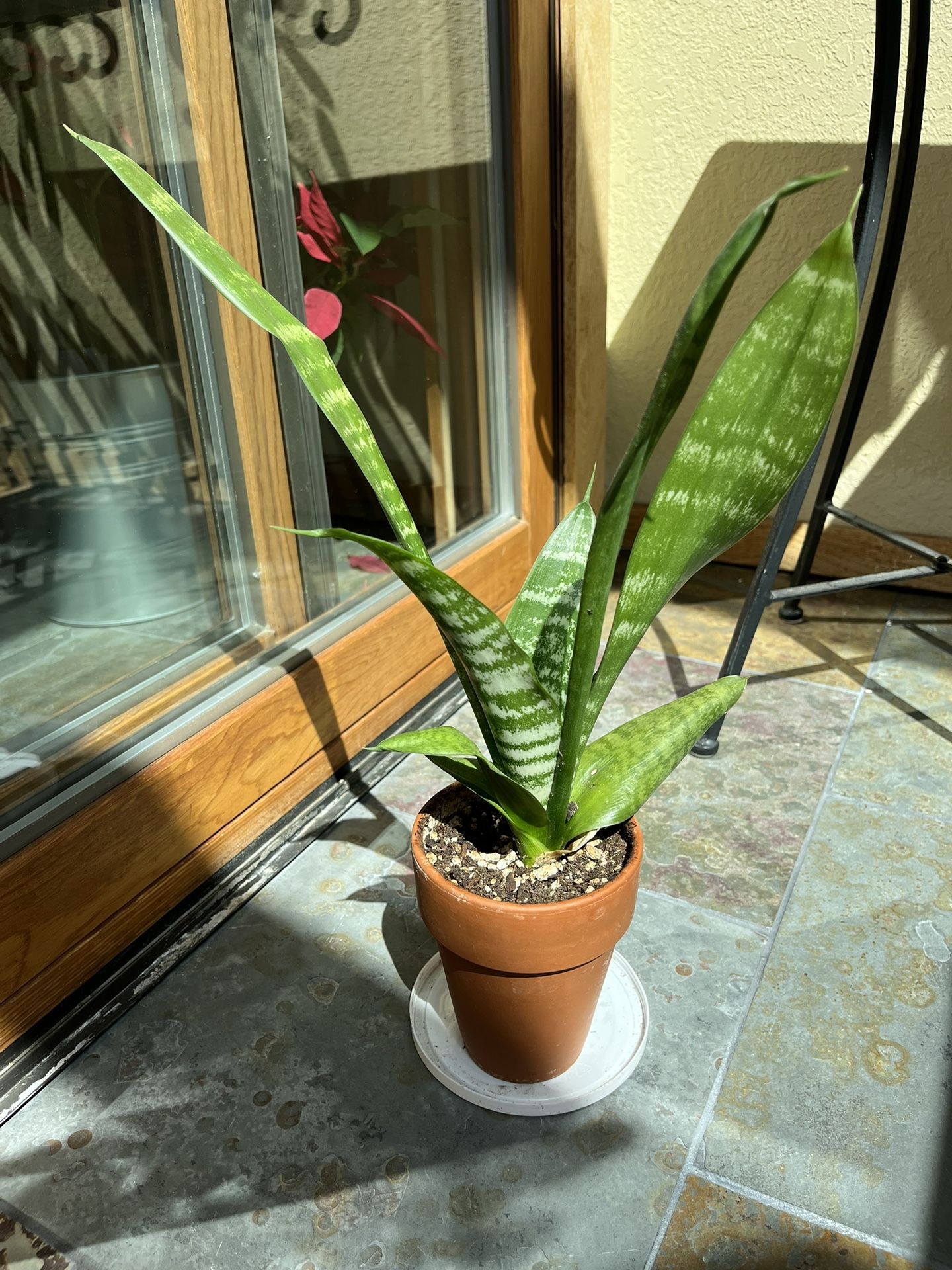 Easy Care Houseplants