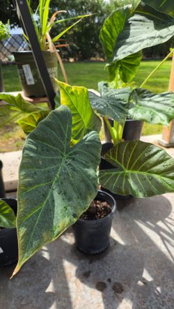 Medium Size Elephant Ear Plants