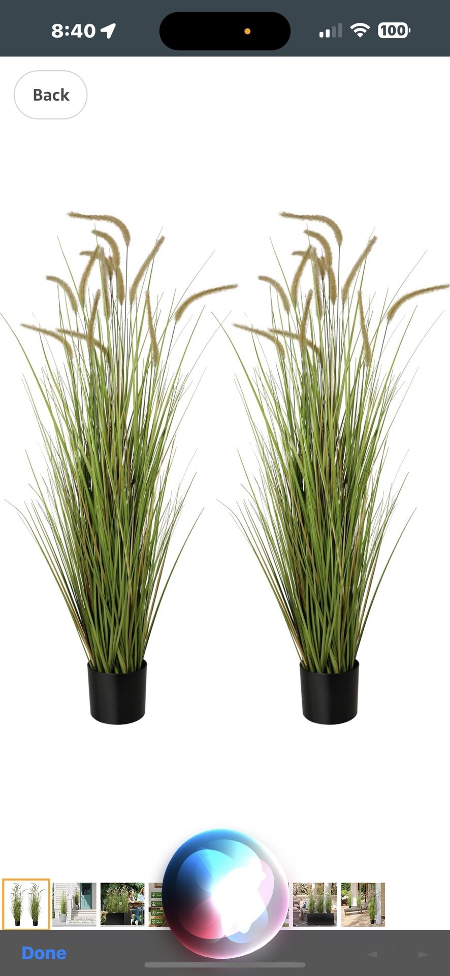 Artificial 5ft 2-Pack Horsetail Reed Grass, 59in Tall Artificial Indoor Outdoor Fake Grass Plant, Home Office Decorative Artificial Plants in Pot Faux