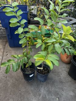 Purple Guava Trees
